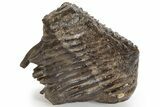 Fossil Woolly Mammoth Lower M Molar - Siberia #238753-1